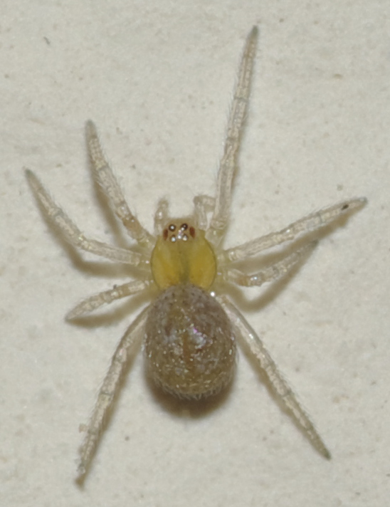 Theridiidae - Rende (CS)